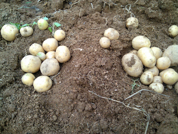 potato110701-1.jpg