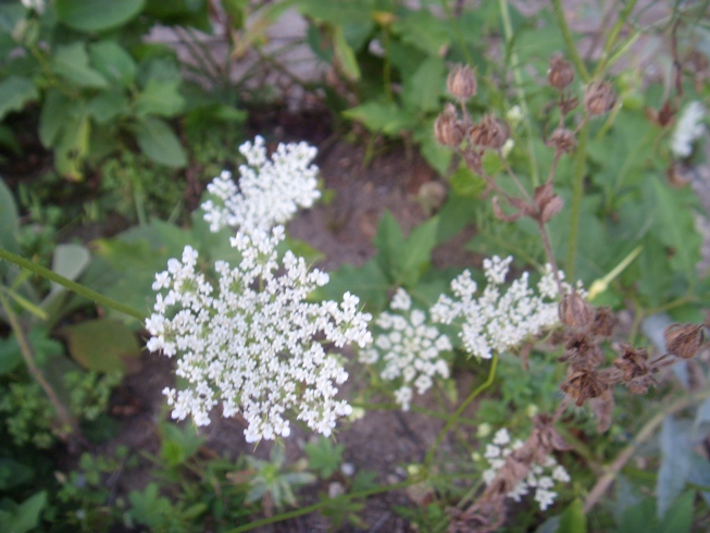 Queen Mary's Lace.JPG