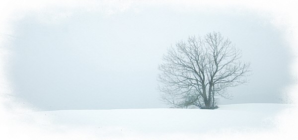 겨울나무.jpg