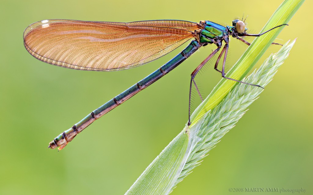 dragonfly_by_struller.jpg