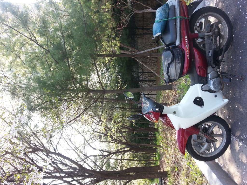 20130426_154932.jpg : 벚나무 아래 오토바이