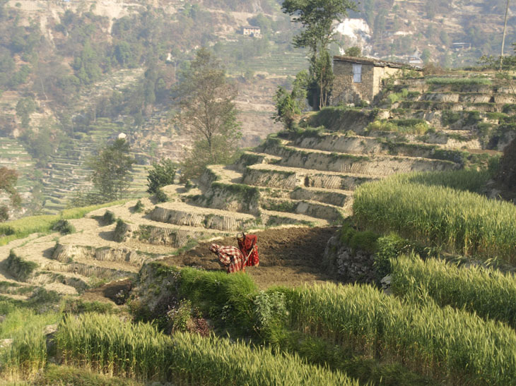 네팔2-밭 일하는 여인들s.jpg